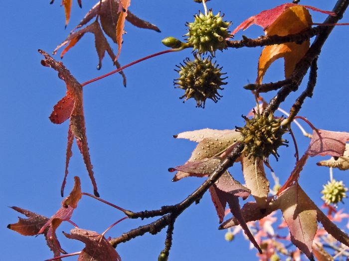 garden rain branches leaf seed pod plant liquidambar