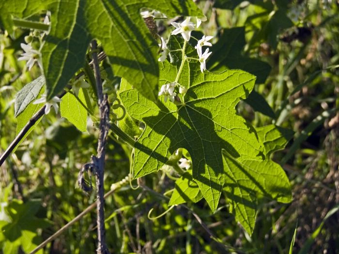 field flower leaf plant wild cucumber