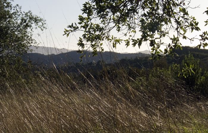 field plant grass