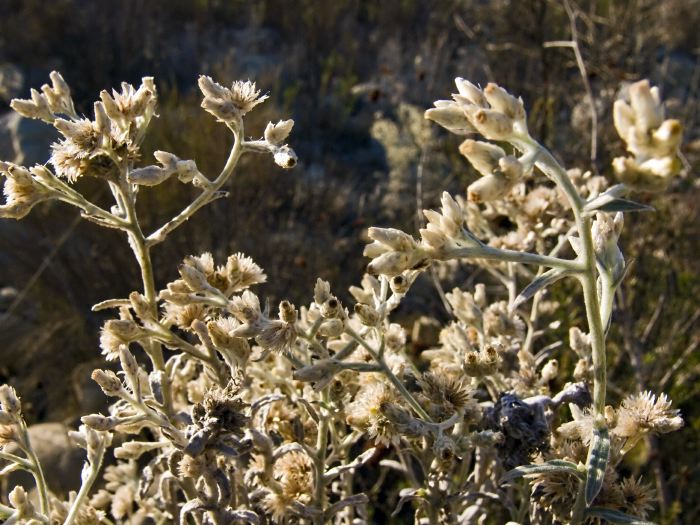 field plant baccharis (mule fat)