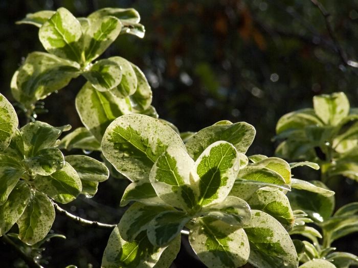 rain garden leaf plant coprosma