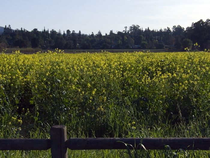 artifact building field plant mustard