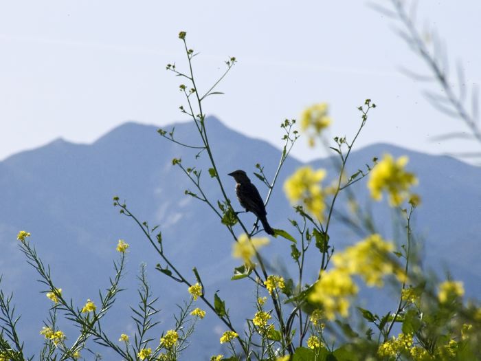 field mountain silhouette bird blackbird plant mustard