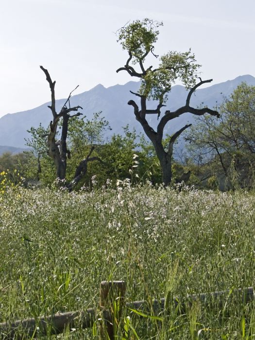 mountain field artifact plant grass