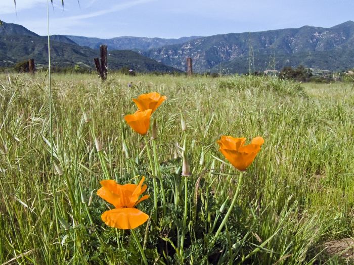 field mountain plant grass plant poppy