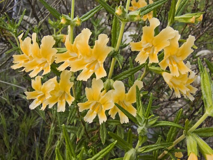 field plant monkey flower