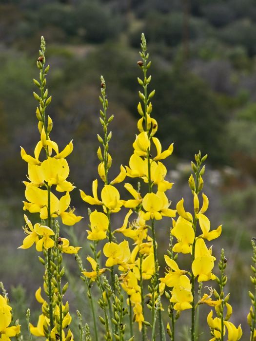 field plant genista (broom)