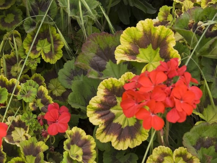 garden plant geranium