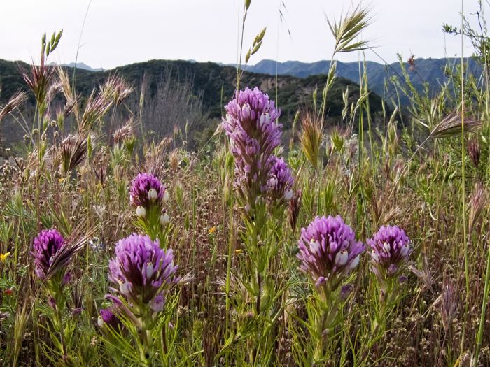 field mountain plant owl's clover