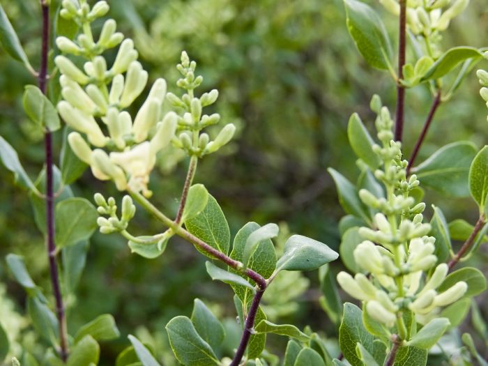 field plant jojoba