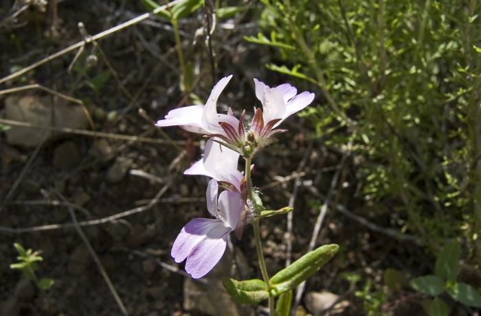  flower plant collinsia???