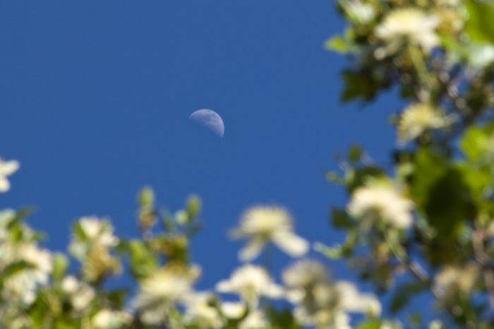 moon flower plant clematis