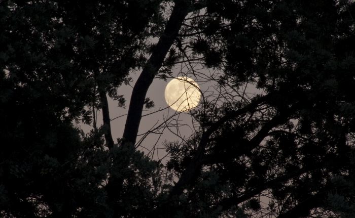 silhouette moon