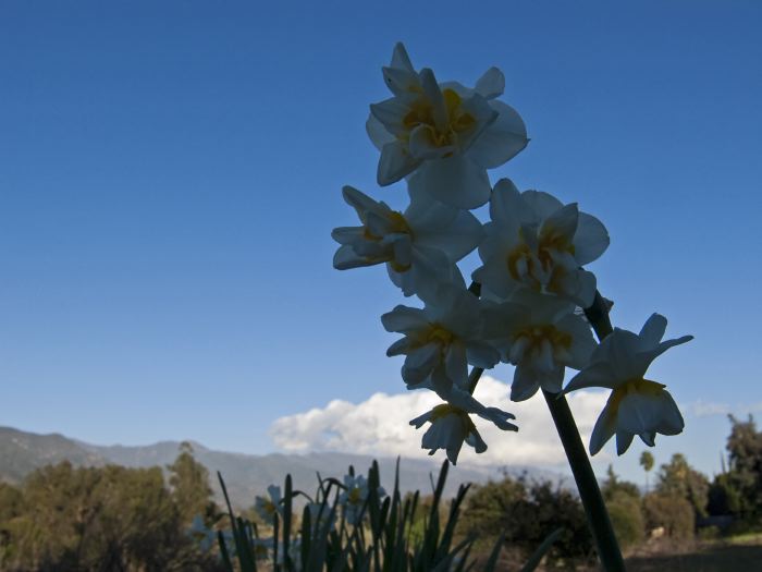 field clouds mountain flower plant daffodil