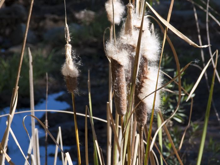  plant cattail