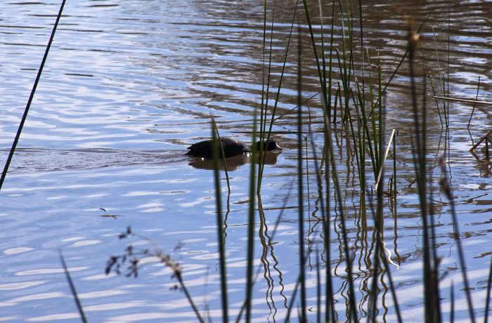 lake bird coot plant reed