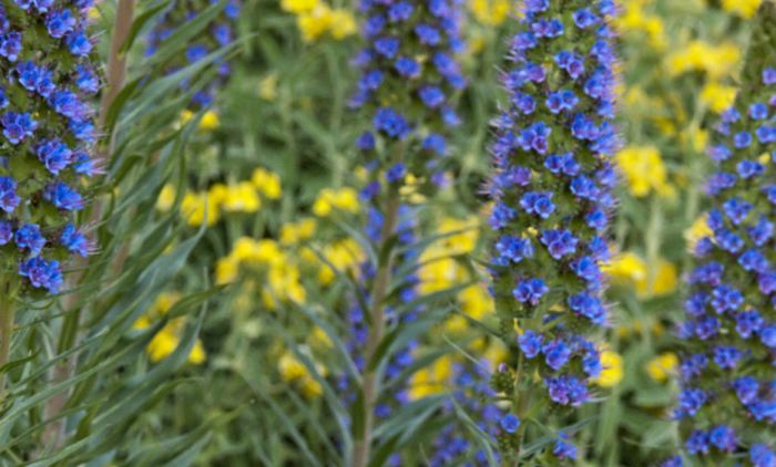 garden flower plant borage