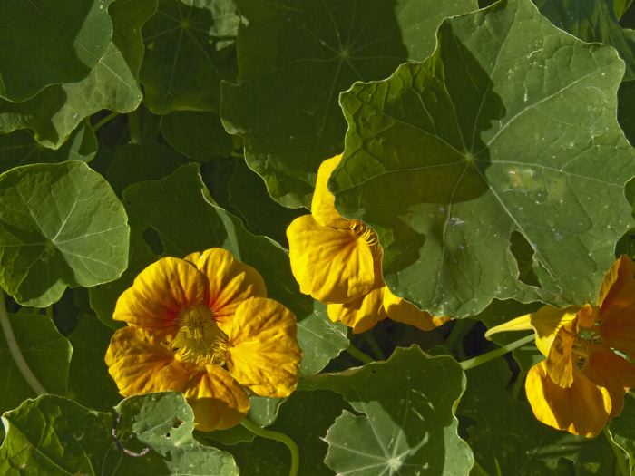 garden flower leaf plant nasturtium