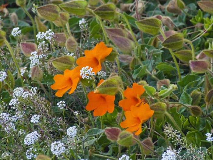 garden flower leaf plant thunbergia