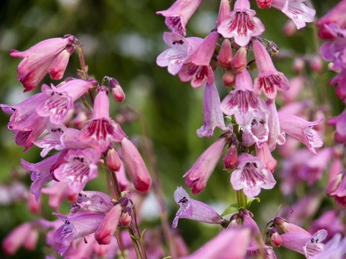 garden flower plant foxglove