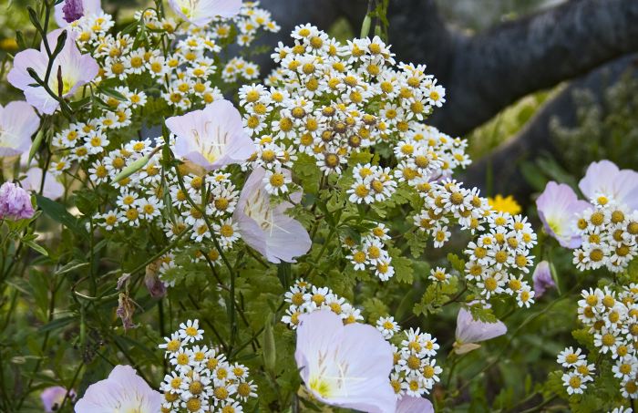 garden flower plant chrysanthemum plant poppy