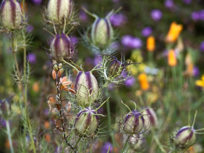 garden dry flower