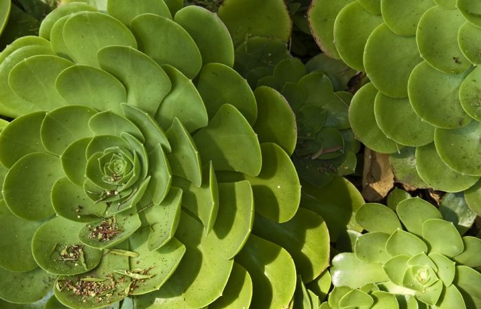 garden leaf plant succulent