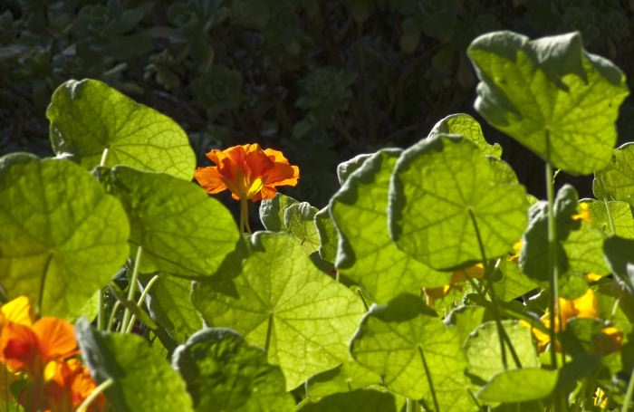 garden leaf plant nasturtium