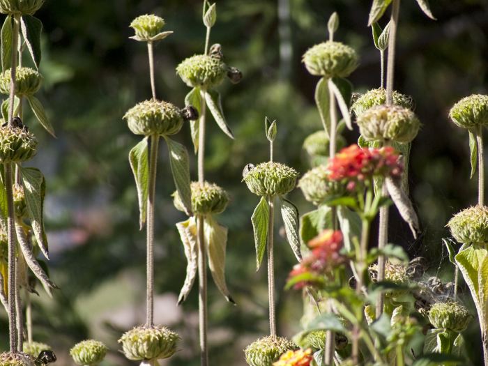 garden dry plant sage