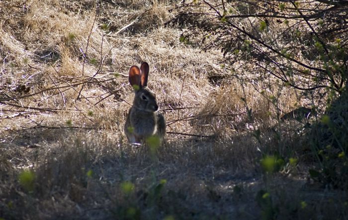 field animal rabbit