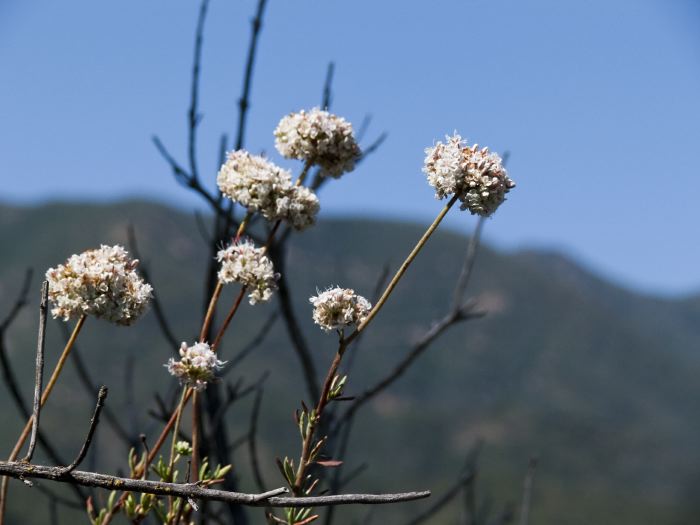 field mountain dry leaf stem plant yarrow