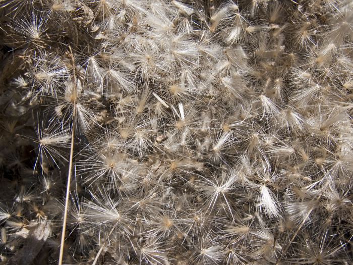  dry plant thistle