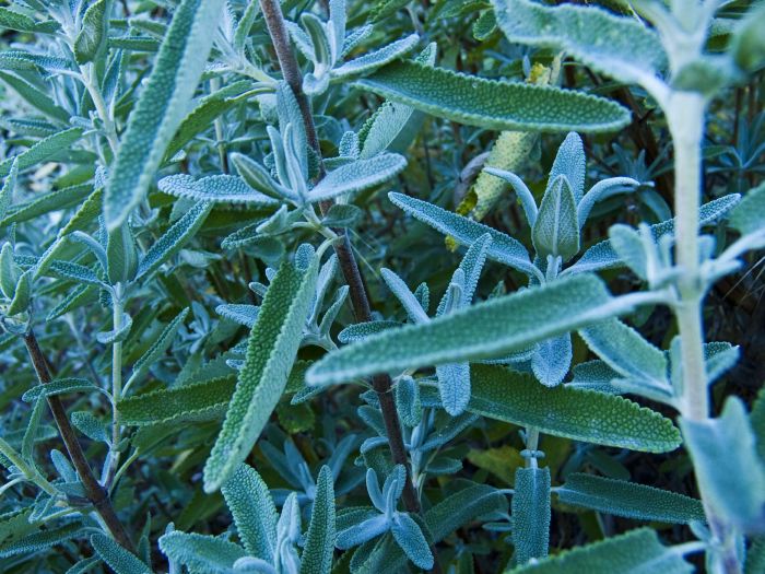 woods floor leaf plant sage