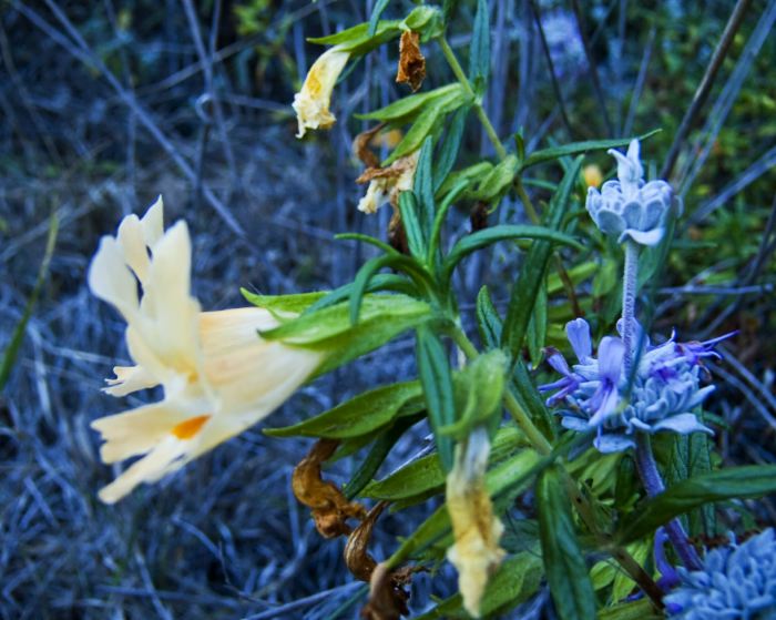 woods floor flower leaf plant monkey flower plant sage