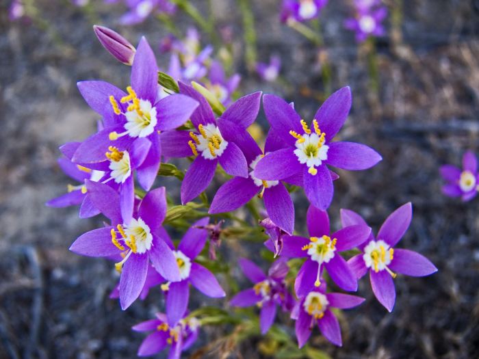  flower plant canchalagua