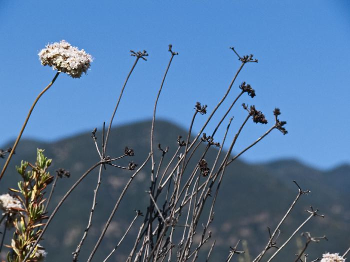 field mountain dry leaf stem plant yarrow