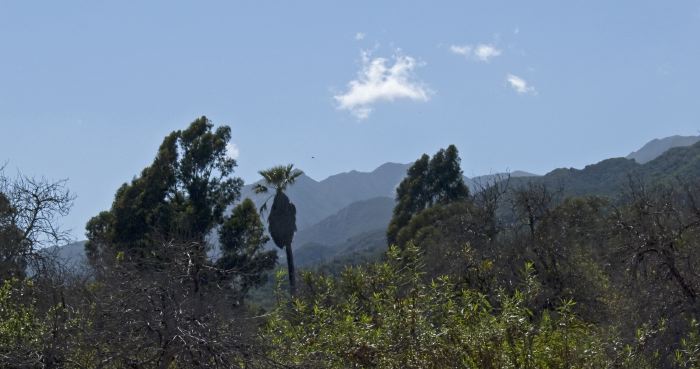 mountain field