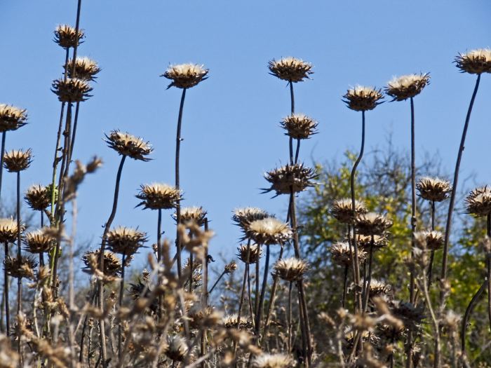 field dry stem plant thistle