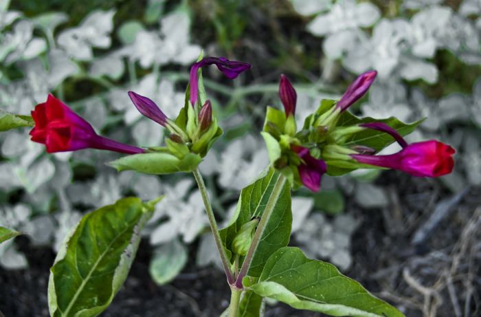 field flower leaf plant uncertain