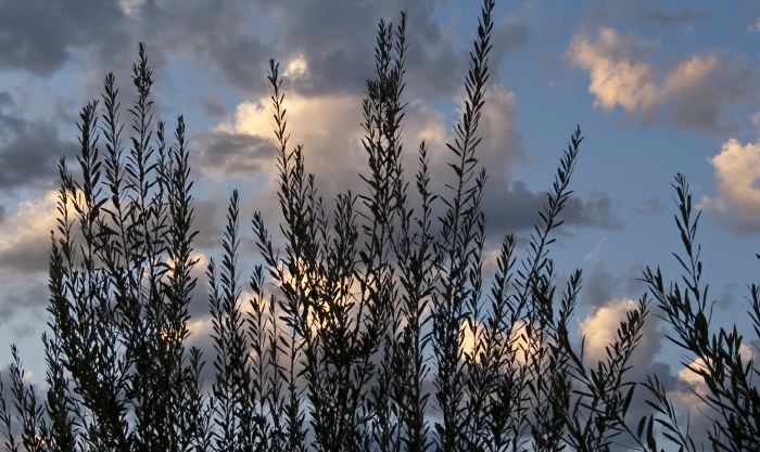 clouds silhouette