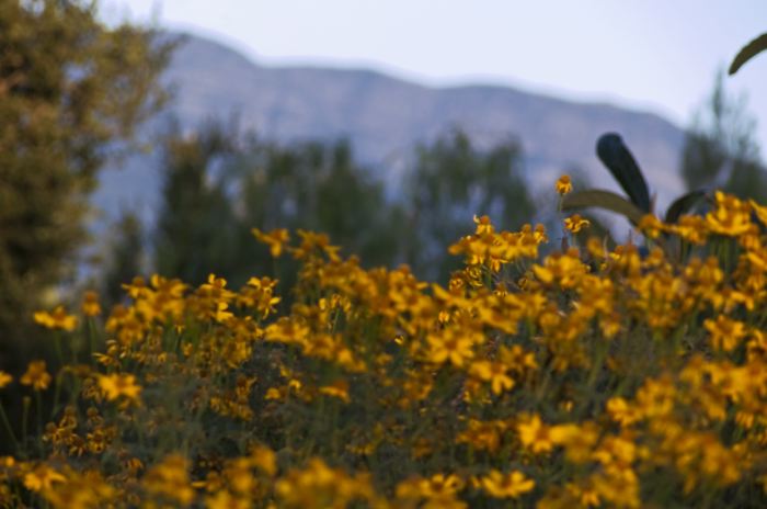 mountain garden