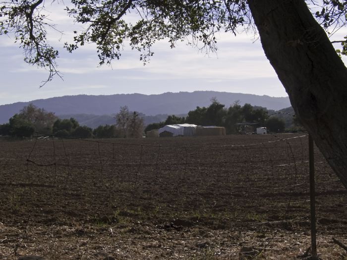 agriculture field artifact building mountain clouds silhouette plant live oak