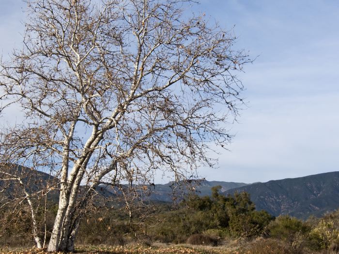 field mountain plant sycamore