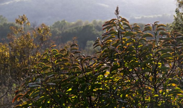field mountain silhouette leaf plant sumac