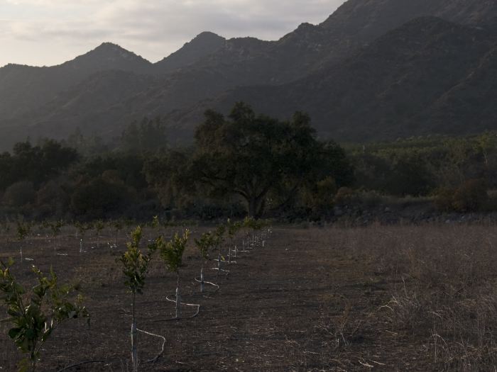 sunset mountain agriculture