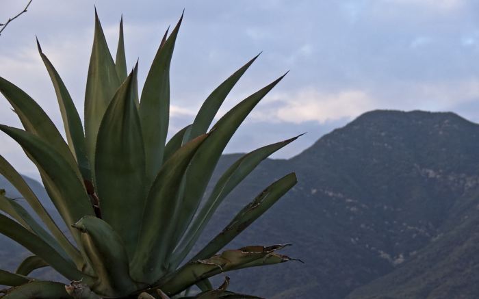 sunset mountain leaf plant cactus yucca