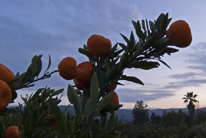 sunset silhouette agriculture fruit plant citrus
