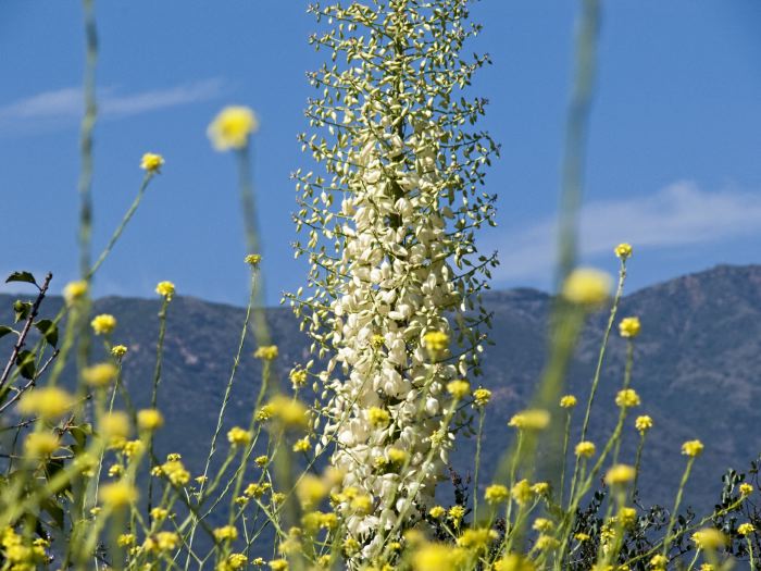 field mountain plant cactus yucca plant mustard