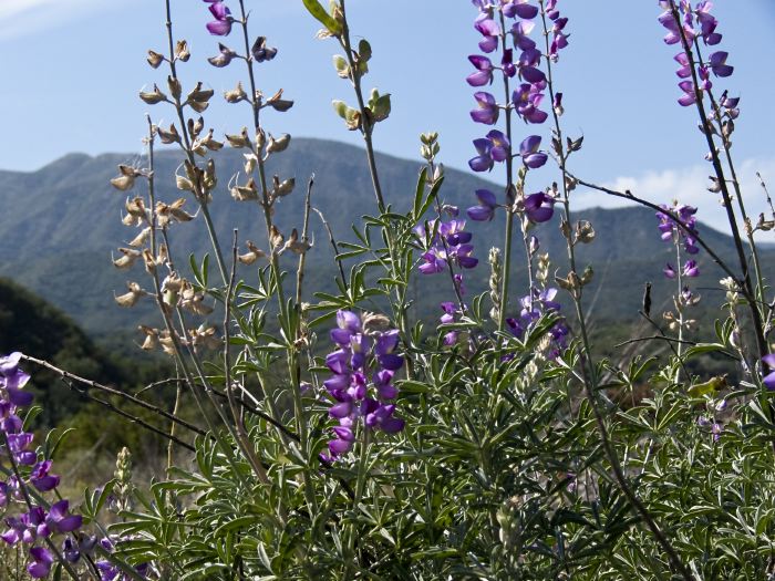 field mountain plant lupine