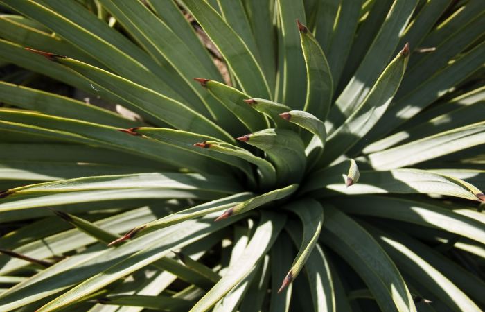  plant cactus yucca